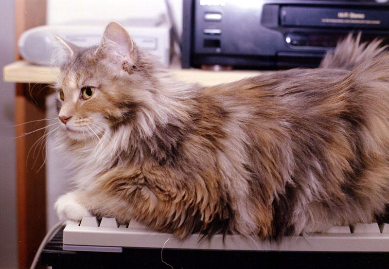 Smudge3-Female House Cat-on keyboard.jpg
