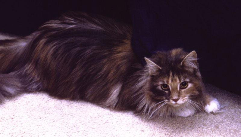 Smudge15-Female House Cat-on carpet.jpg