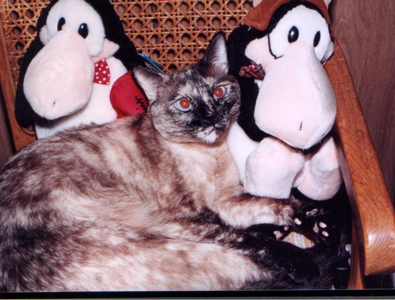 Sophie 3-the Hellcat-House Cat-with dolls.jpg