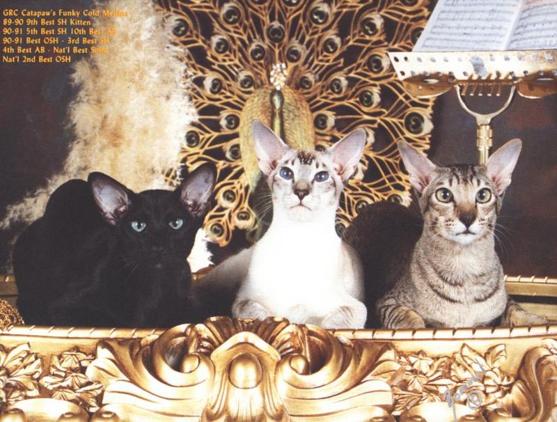 Winners-Assorted Orientals-House Cats.jpg