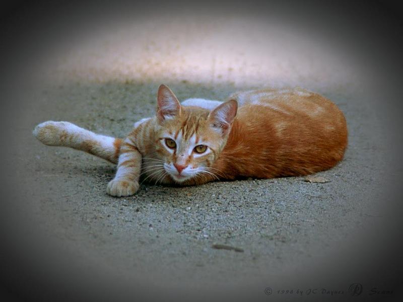 Yammeral-Brown House Cat-rolling on ground.jpg