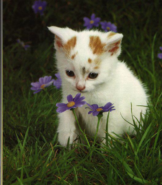 Domestic Cat-White Kitten Flower Garden-anim055.jpg