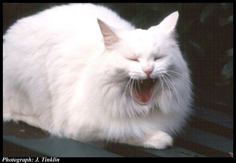 JT05001-White House Cat-yawning.jpg