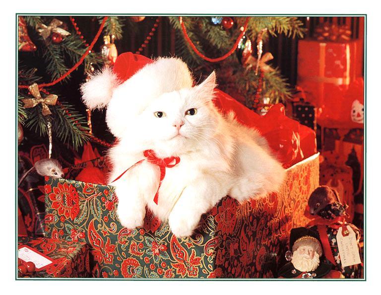 KsW-Dec99-Kitten-sm-White Domestic Cat-as X-mas present.jpg