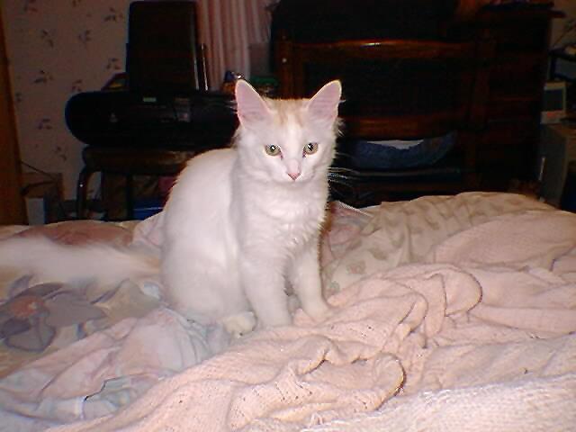 Neemo-White Domestic Cat.jpg