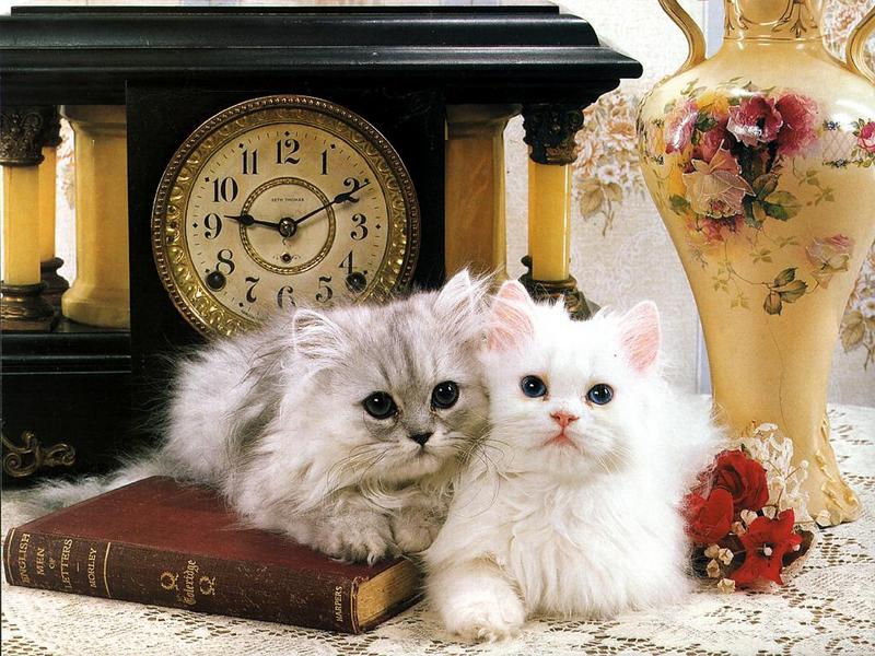 Ouriel - Chat - 0042-White Domestic Cats-kittens.jpg