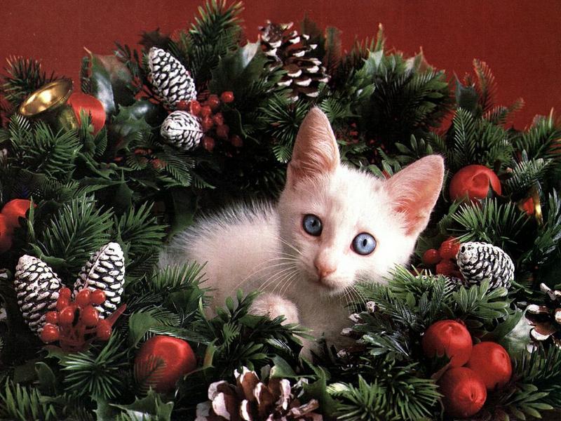 Ouriel - Chat - 0049-White Domestic Cat-kitten in Xmas tree.jpg