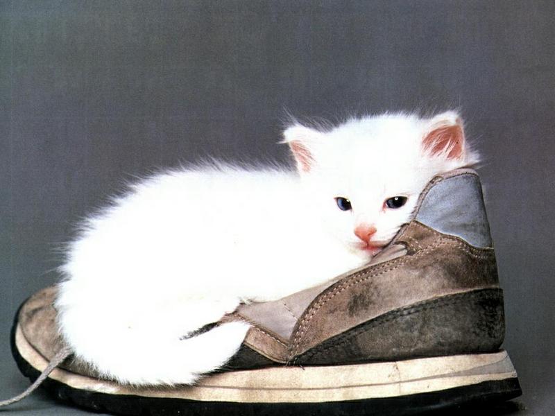 Ouriel - Chat - 0050-White Domestic Cat-kitten on shoe.jpg