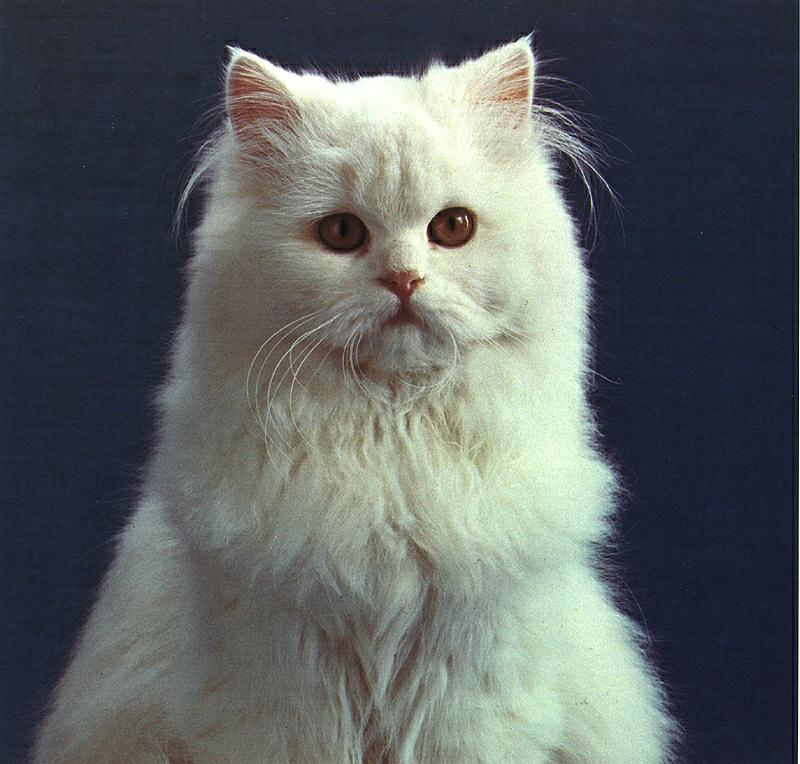 Ouriel - Chat - D014-White Domestic Cat-portrait.jpg