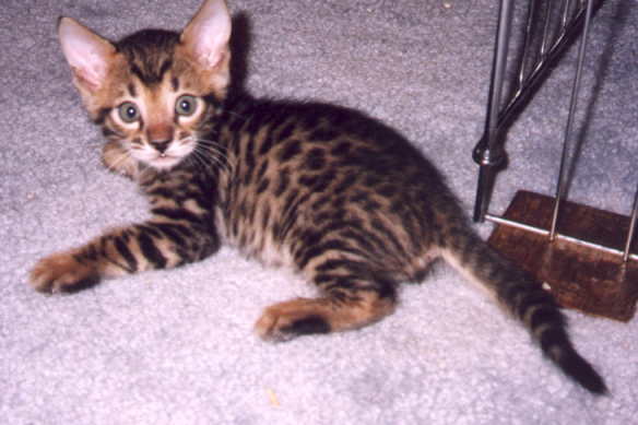 hux5wk-Baby Bengal Domestic Cat-kitten.jpg
