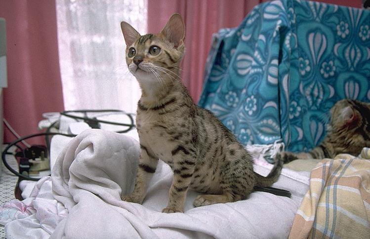 More Pebbles03-Bengal Domestic Cat.jpg