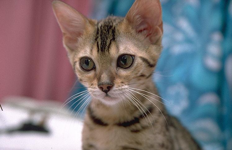 More Pebbles04-Bengal Domestic Cat.jpg