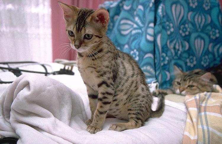 More Pebbles05-Bengal Domestic Cat.jpg