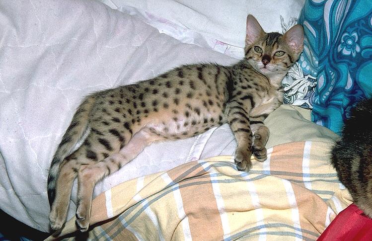 More Pebbles06-Bengal Domestic Cat.jpg