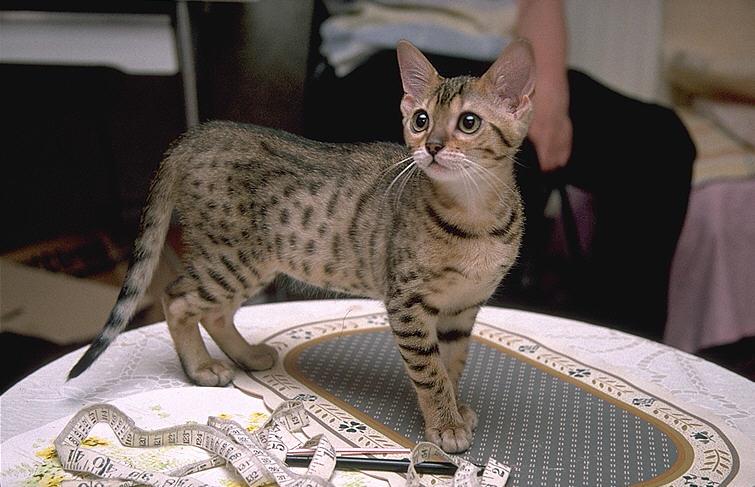 More Pebbles08-Bengal Domestic Cat.jpg