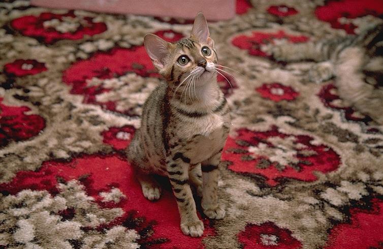 More Pebbles09-Bengal Domestic Cat.jpg