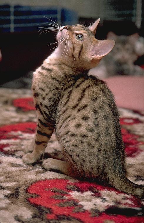 More Pebbles10-Bengal Domestic Cat.jpg