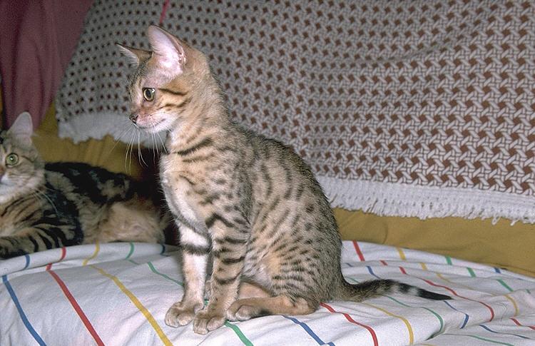 More Pebbles11-Bengal Domestic Cat.jpg