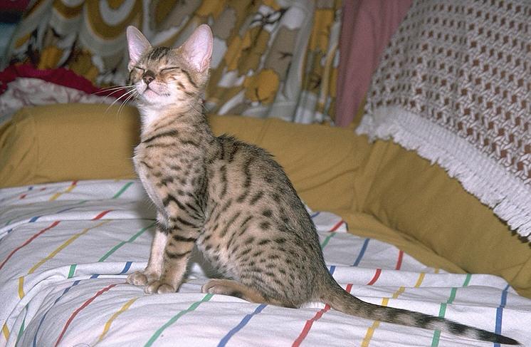 More Pebbles12-Bengal Domestic Cat.jpg