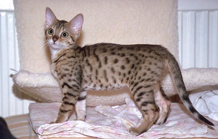 More Pebbles13-Bengal Domestic Cat.jpg