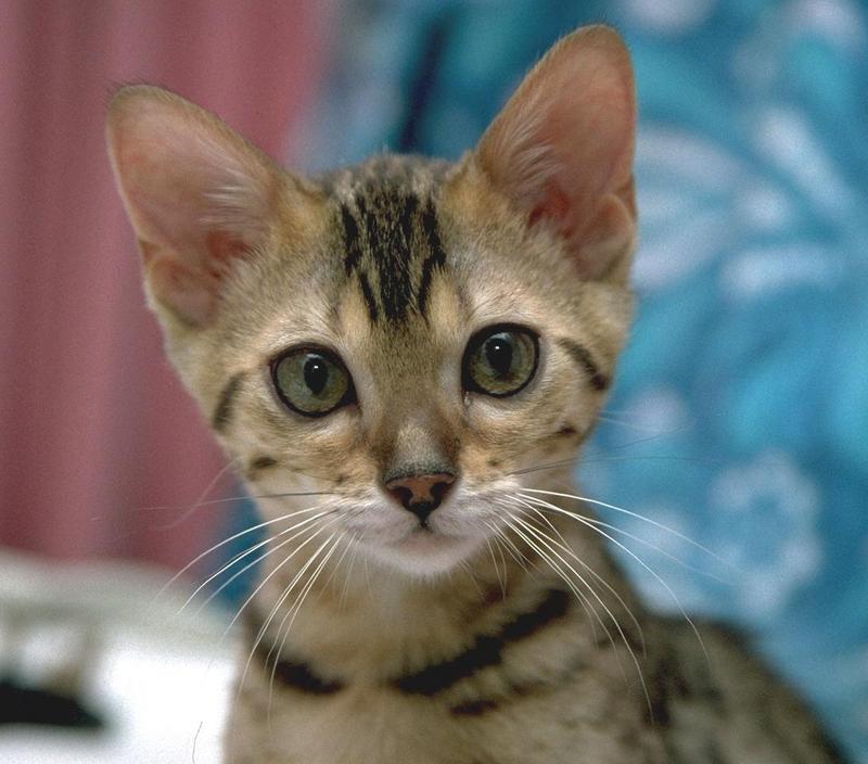 New Pebbles1-House Cat-Bengal-face closeup.jpg