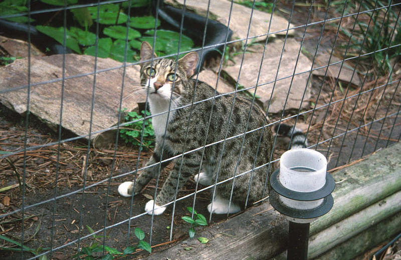 WOES3 110-Bengal Cat.jpg