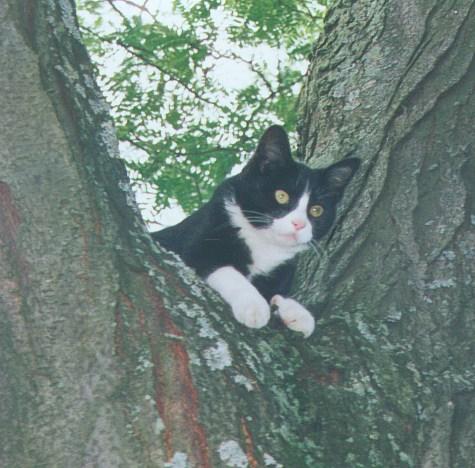 Black and White House Cat-kitten sm f-On Tree.jpg