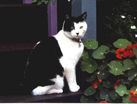 Domestic Cat-Black and White-Tom.jpg