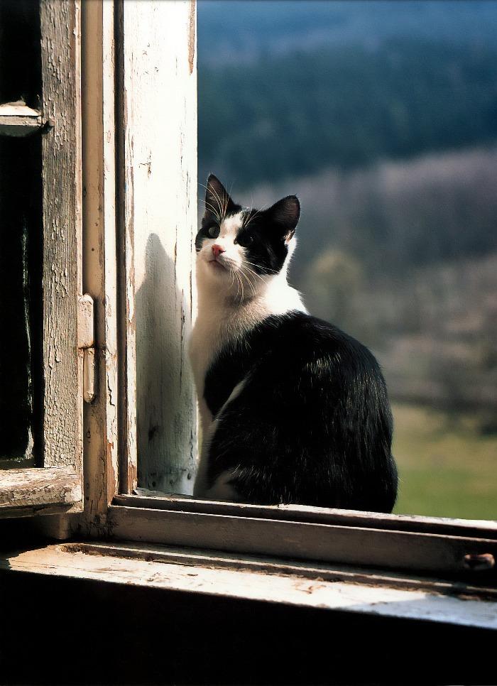 p-dc-07-Black-and-white Domestic Cat.jpg