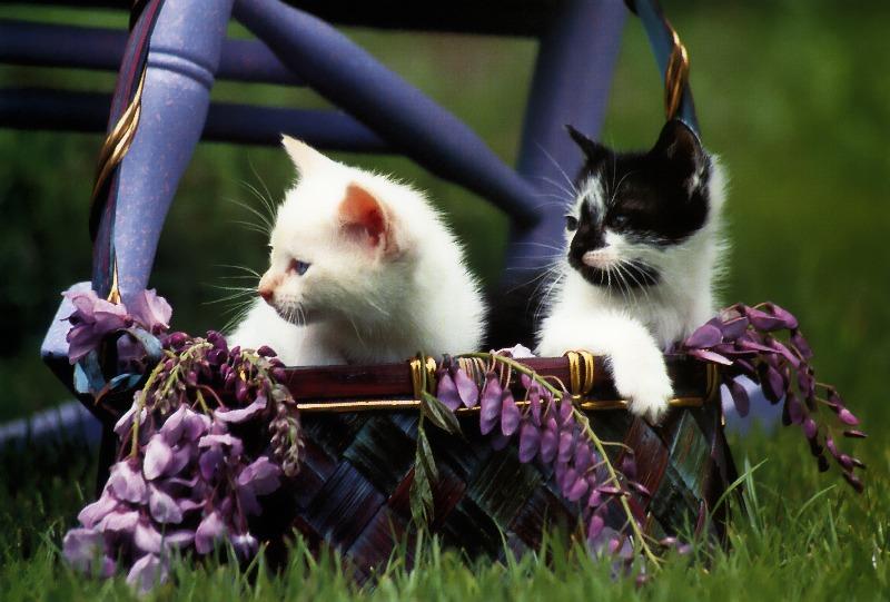 p-dc-23-Domestic Cat Kittens.jpg