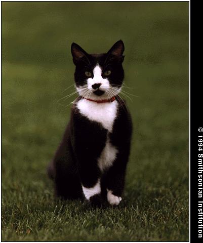 socks-sitting-on-grass cat.jpg
