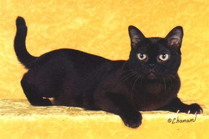 Black Burmese 1-House Cat.jpg