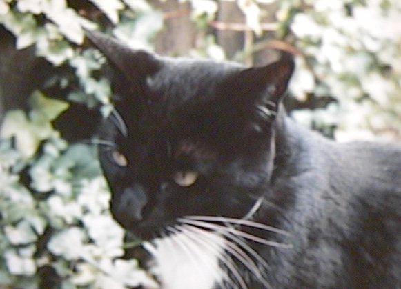Black Cat-licorce1.jpg