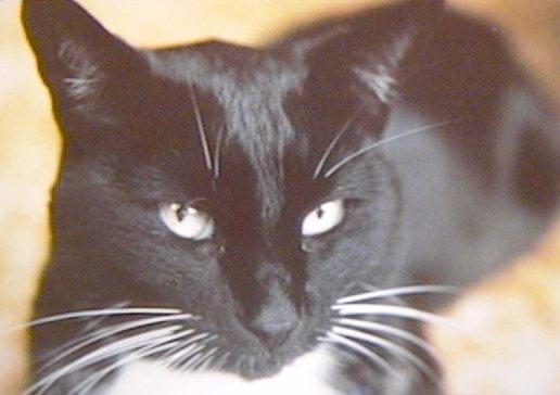 Black Cat-licorce2.jpg