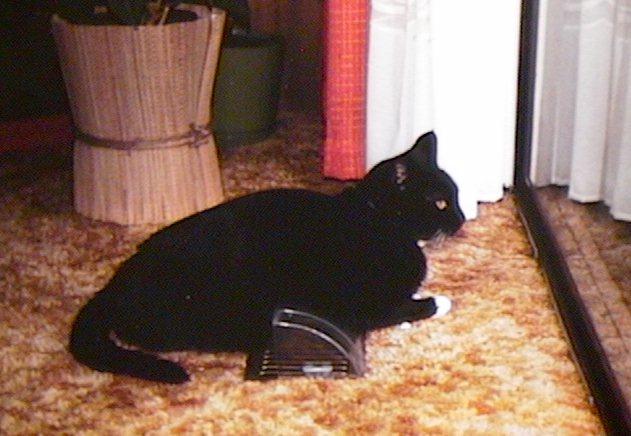 Black Cat-licorce3.jpg