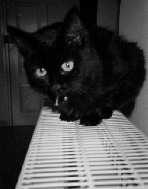 Black Cat-lillyh.jpg