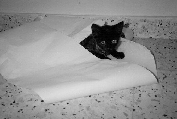 Black Cat-lillysm-Kitten.jpg