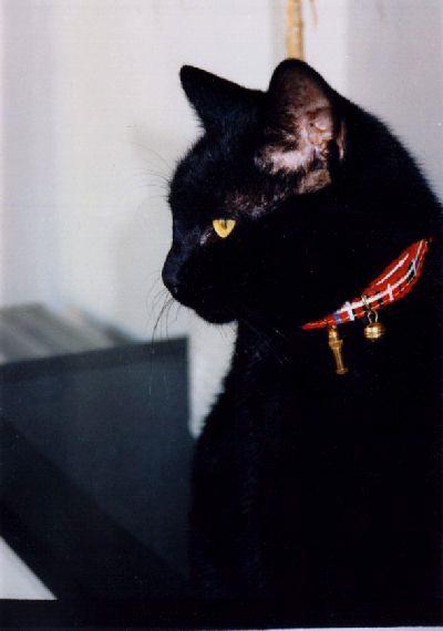 Black Cat-tom2.jpg