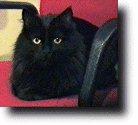 BlackPuma-gato Domestic Cat.jpg