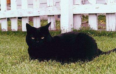 Cat-blackie.jpg