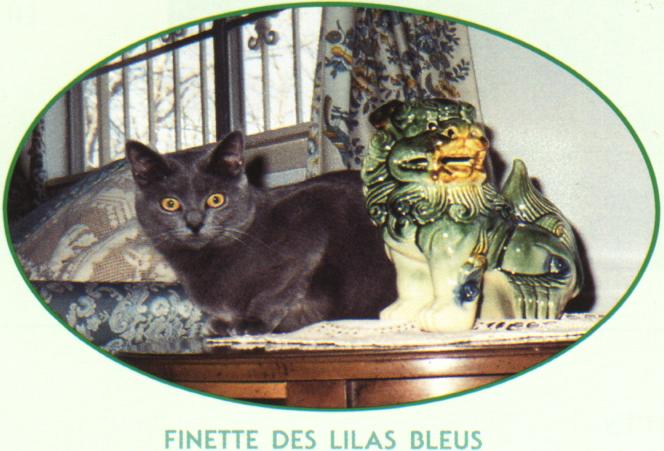 Finette-Black Domestic Cat.jpg