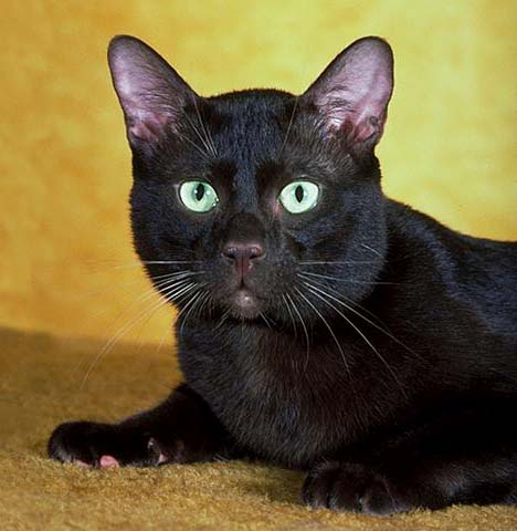 House Cat13-Black Cat-Closeup.jpg