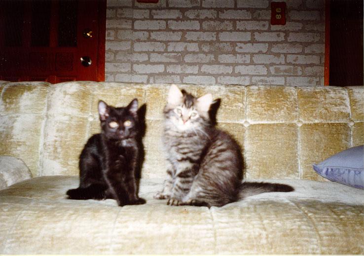 House Cat-two Kittens On Sofa-Kitty2.jpg
