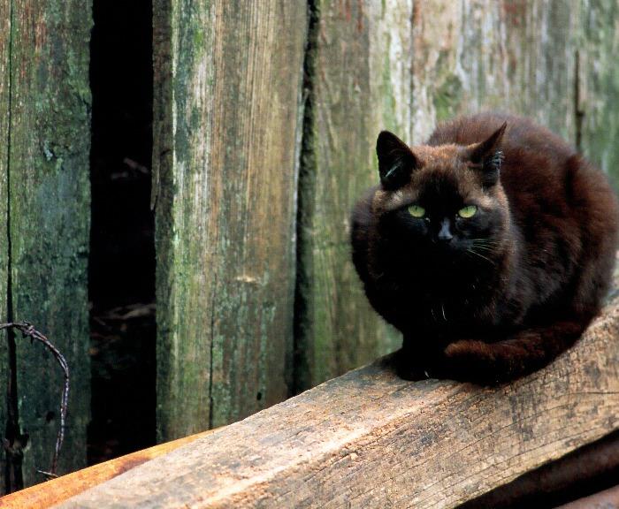 p-dc-06-Black Domestic Cat.jpg