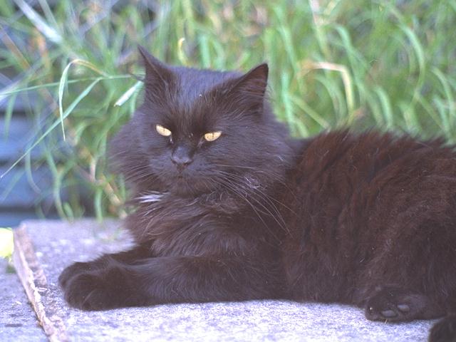 SMOKEY-Black House Cat-portrait closeup.jpg