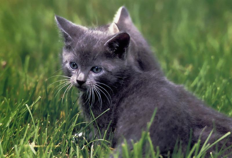 p-dc-27-Gray Domestic Cat Kitten.jpg
