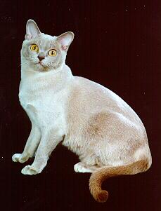 Burmese Cat 1.jpg