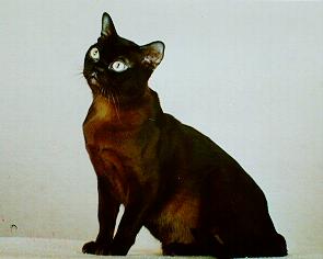 Burmese Cat 2.jpg