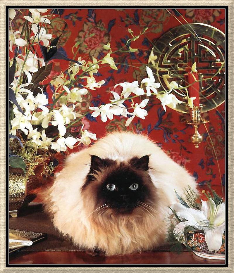 KsW-misc-Asian Splender 1-Burmese Cat.jpg