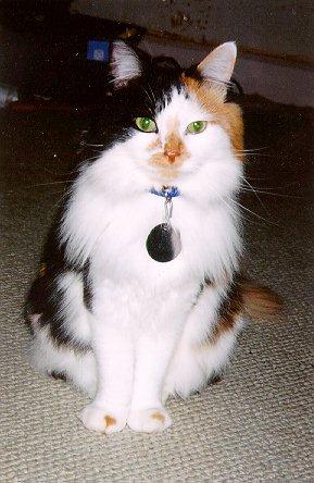 Calico Cat-Front View-Ivy.jpg